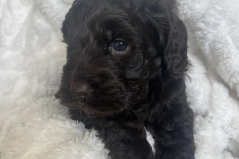 Cockapoo