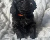 Cockapoo