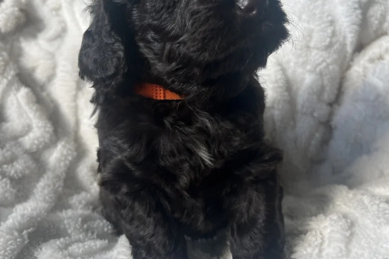 Cockapoo
