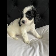 Cockapoo
