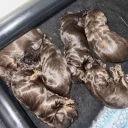 Cockapoo