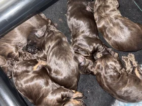 Cockapoo