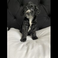 Cockapoo