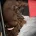 Cockapoo