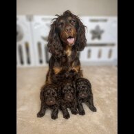 Cockapoo