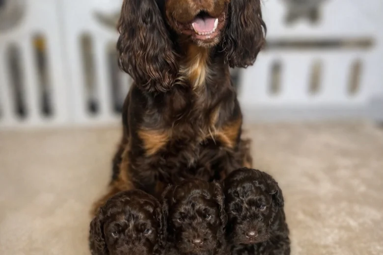 Cockapoo