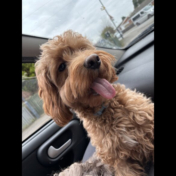 Cockapoo
