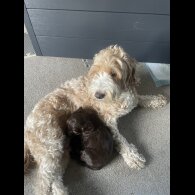 Cockapoo