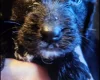 Cockapoo