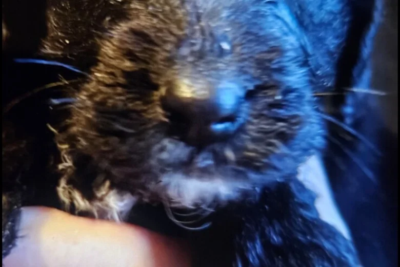 Cockapoo