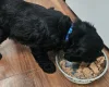 Cockapoo