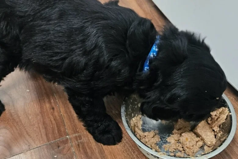 Cockapoo