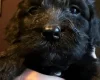 Cockapoo
