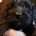 Cockapoo