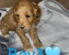 Cockapoo