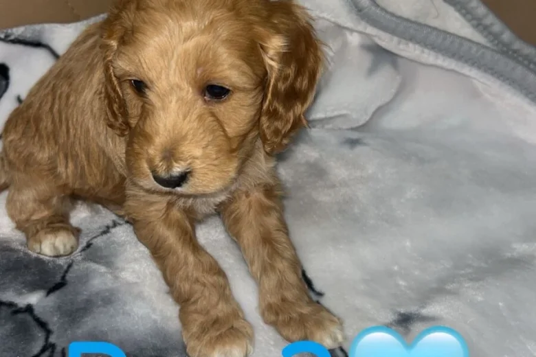 Cockapoo