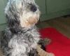 Cockapoo