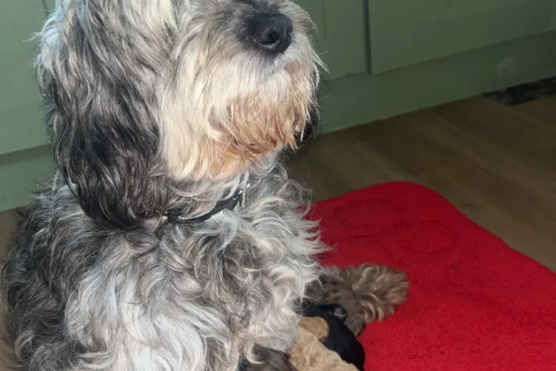 Cockapoo