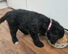 Cockapoo