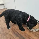 Cockapoo