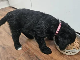 Cockapoo