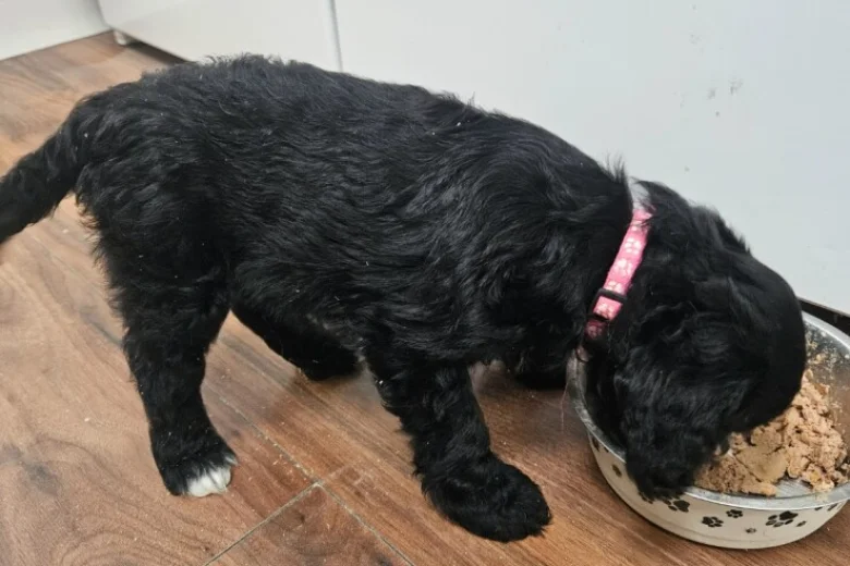 Cockapoo