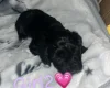 Cockapoo