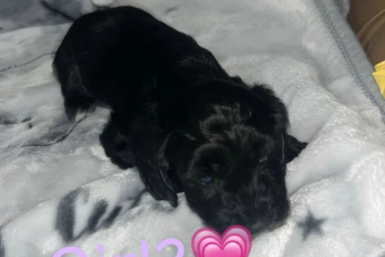 Cockapoo