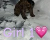 Cockapoo