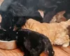 Cockapoo
