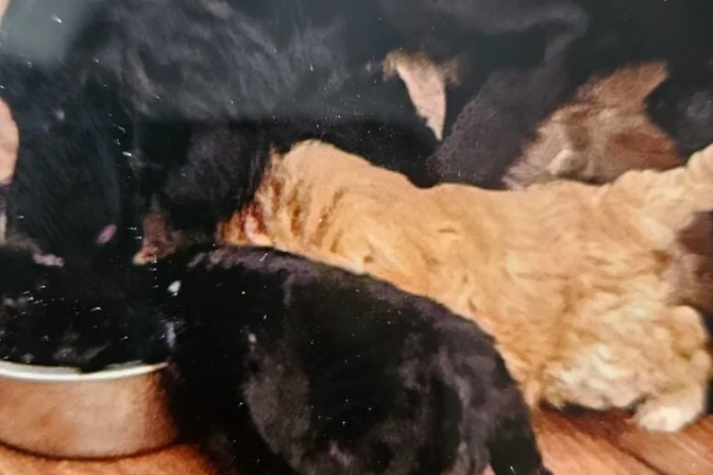 Cockapoo