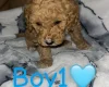 Cockapoo