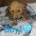Cockapoo