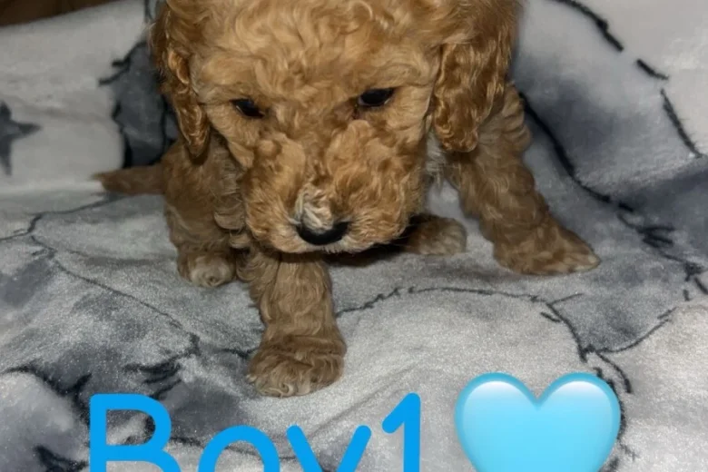 Cockapoo