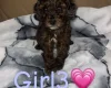 Cockapoo