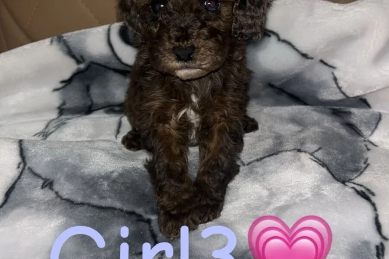 Cockapoo
