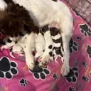 Cockapoo