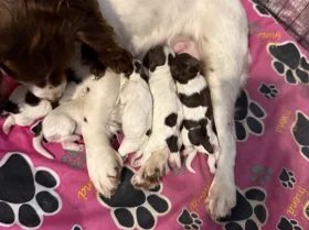 Cockapoo