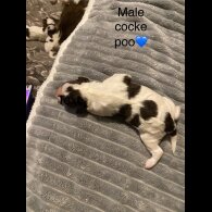 Cockapoo