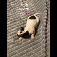 Cockapoo