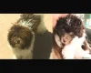 Cockapoo