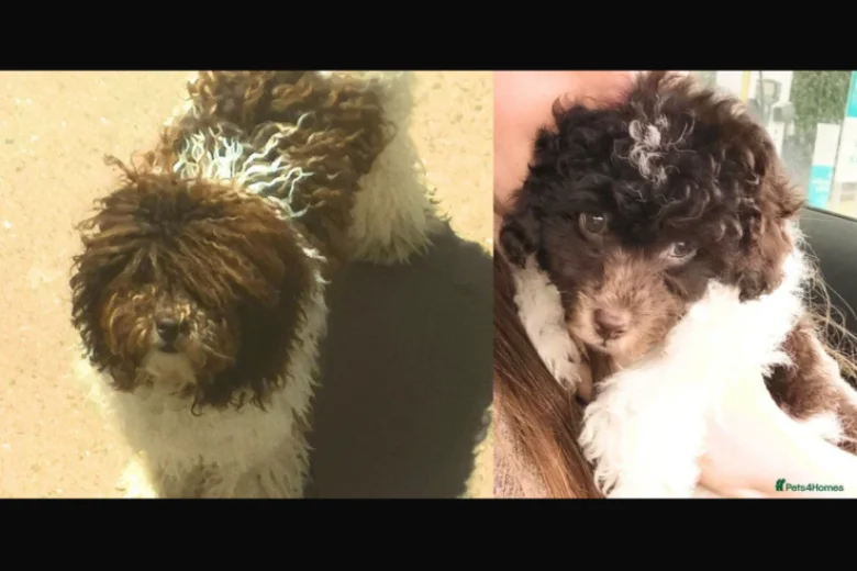 Cockapoo