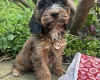 Cockapoo