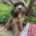 Cockapoo