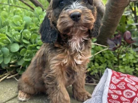Cockapoo