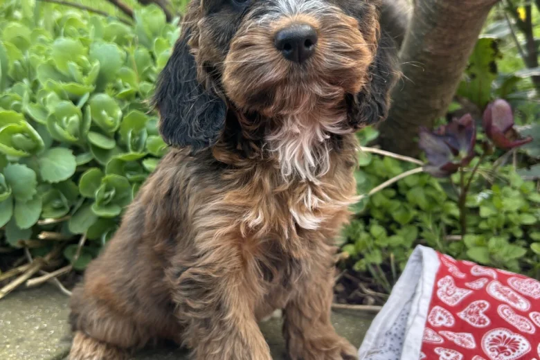 Cockapoo