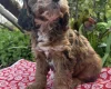 Cockapoo