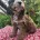 Cockapoo