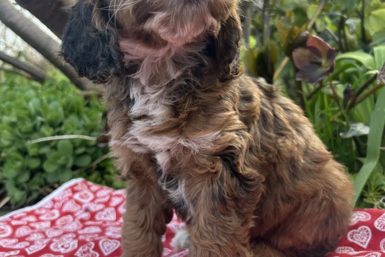 Cockapoo