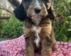 Cockapoo